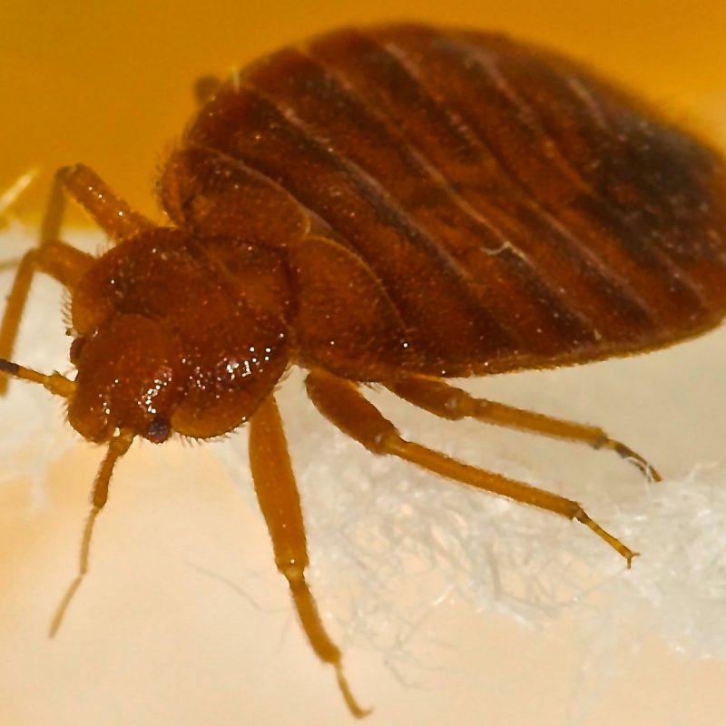Beyond the Bed: Other Places Bed Bugs may be Hiding