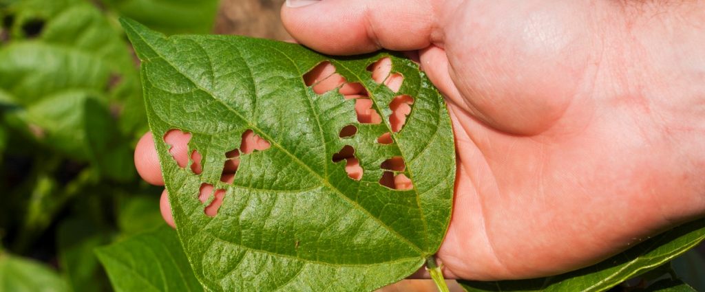 These Bugs want to Destroy your Garden
