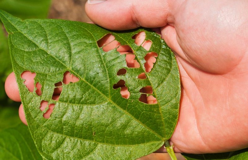 These Bugs want to Destroy your Garden