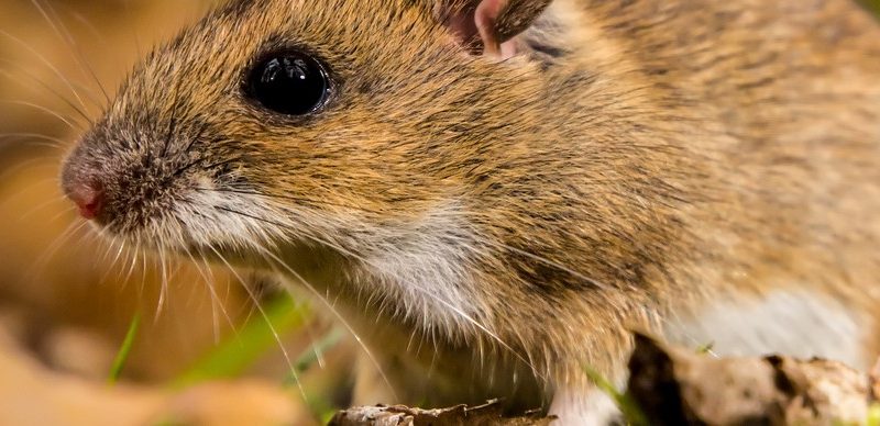 How to Rodent-Proof your Home this Fall
