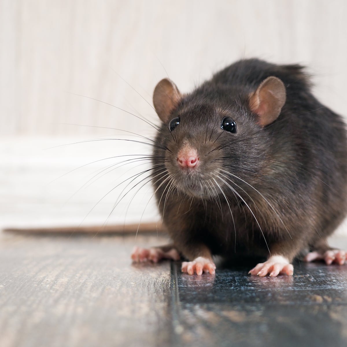 The Types of Diseases Rodents Carry