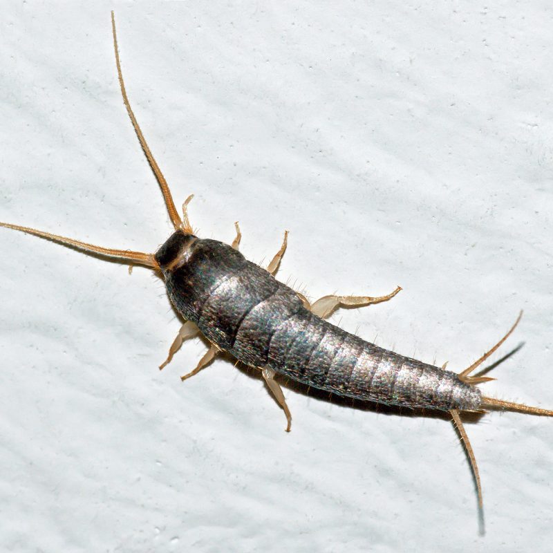 Identifying and Getting Rid of Silverfish in Fresno, CA