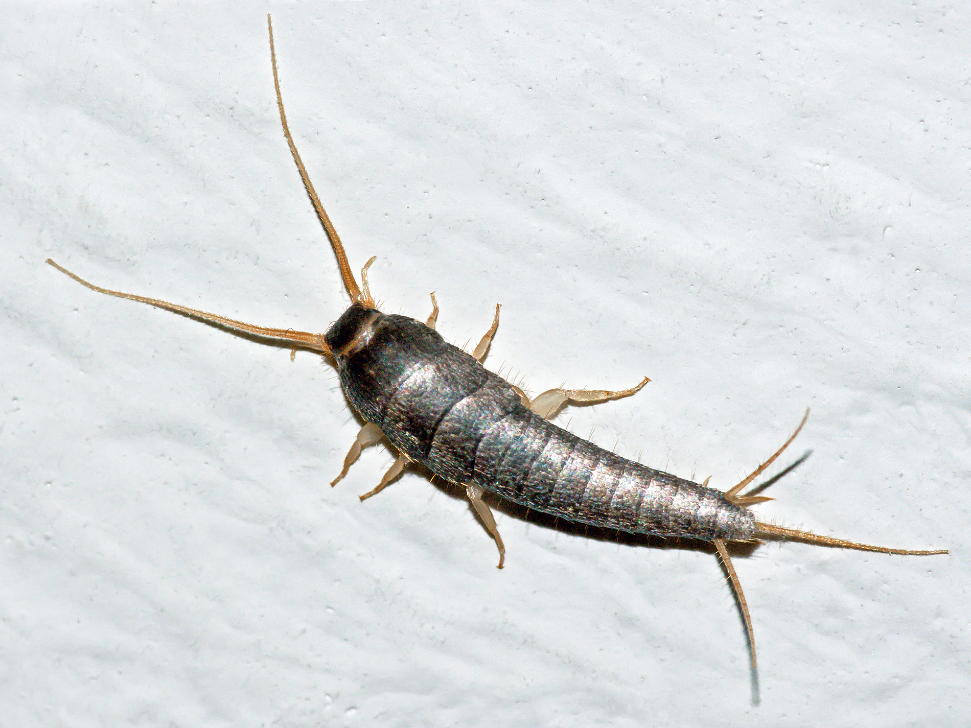 Identifying and Getting Rid of Silverfish in Fresno, CA