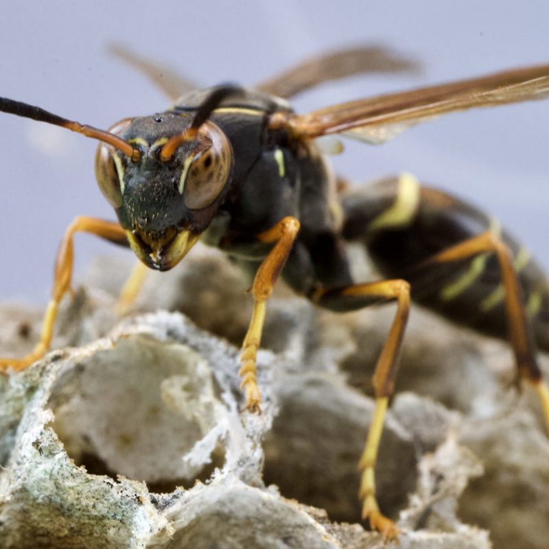 During the Winter in Fresno, CA, Paper Wasps Can Remain Active