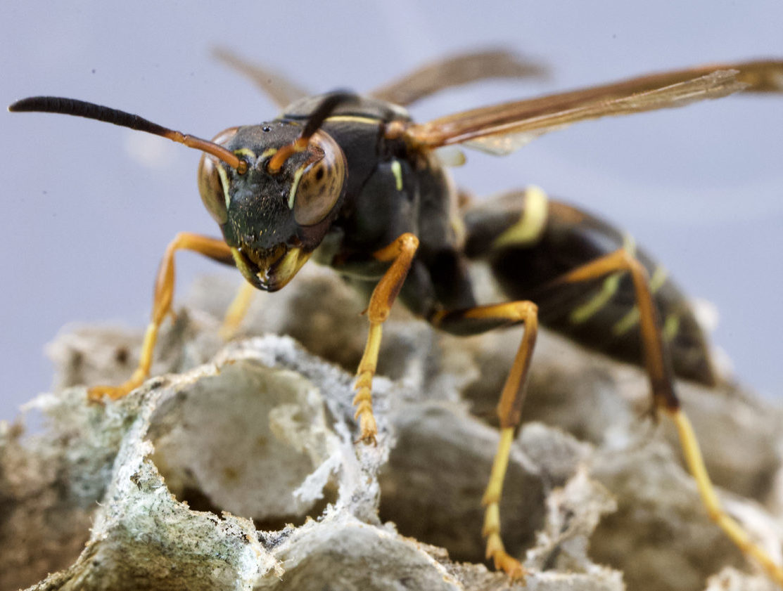 During the Winter in Fresno, CA, Paper Wasps Can Remain Active