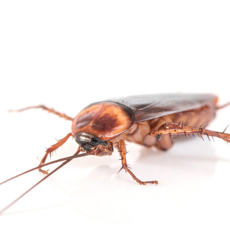 Tips to Keep Cockroaches out of Your Fresno, CA Building