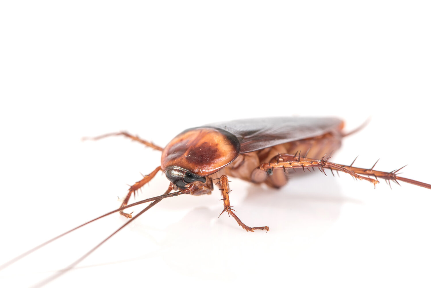 Tips to Keep Cockroaches out of Your Fresno, CA Building