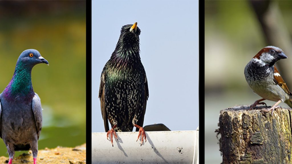 Pest Birds of Concern in Fresno