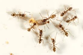 Argentine Ants