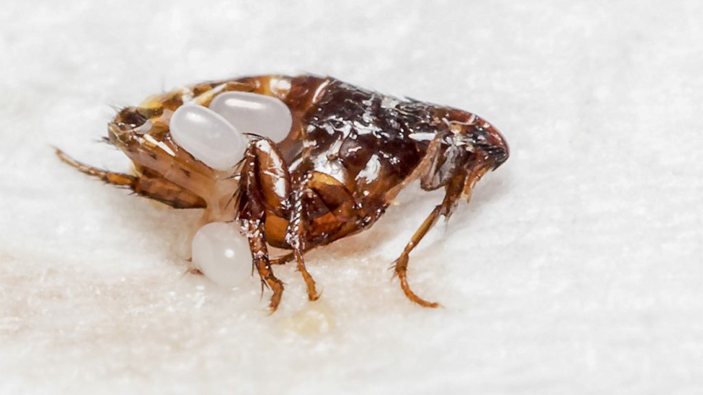 Fleas