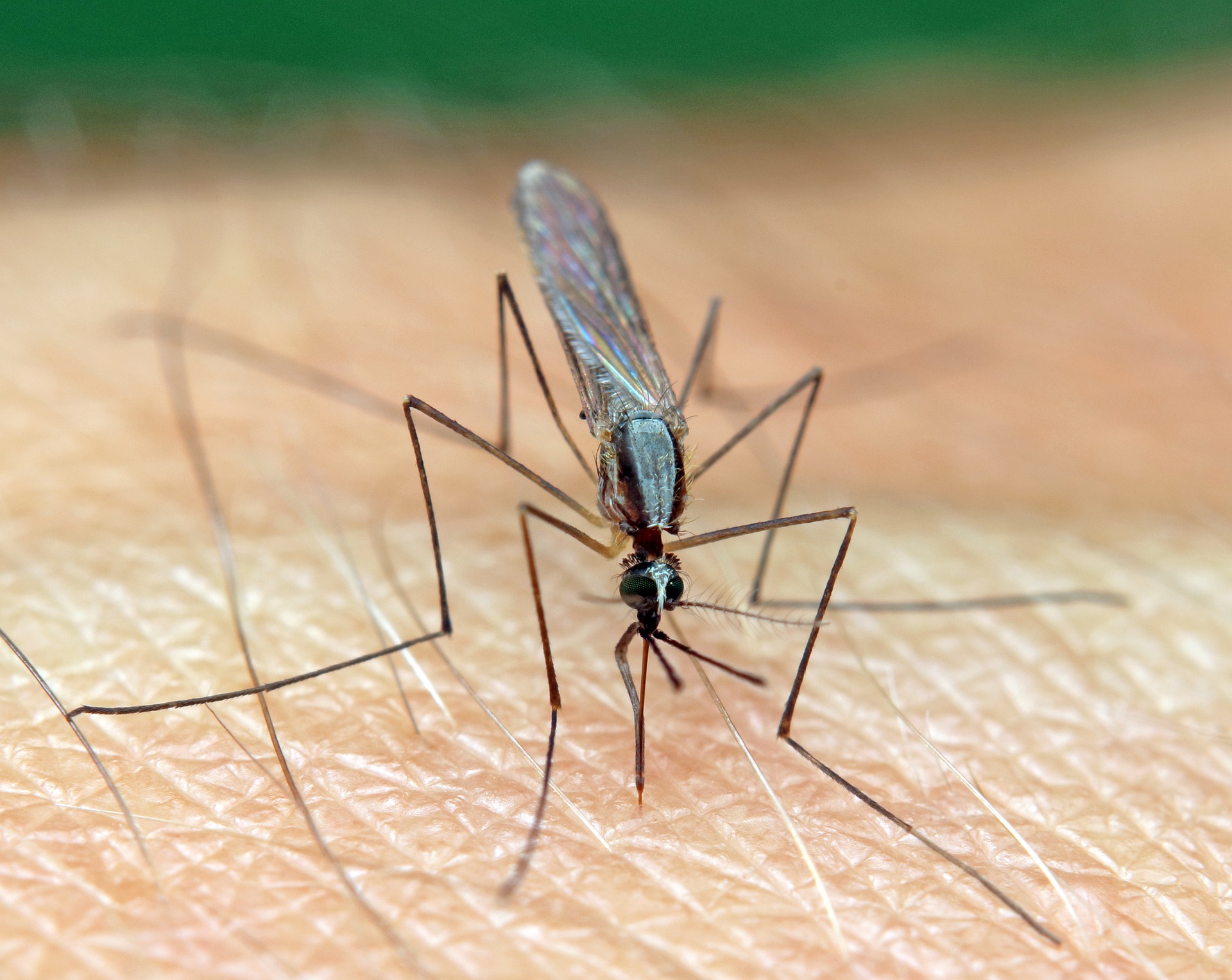 Mosquitoes in Your Backyard: How to Get Rid of Them- Fresno, CA