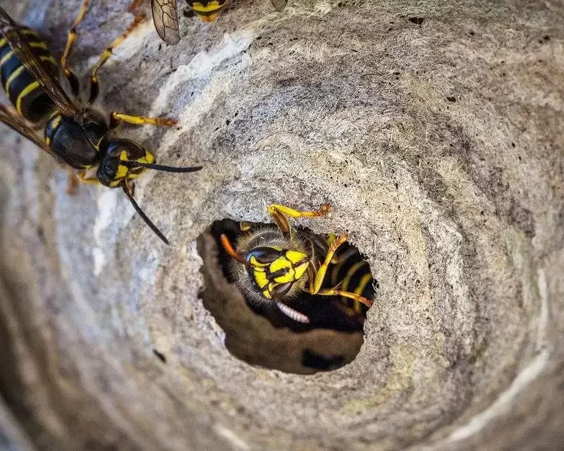 Paper wasps