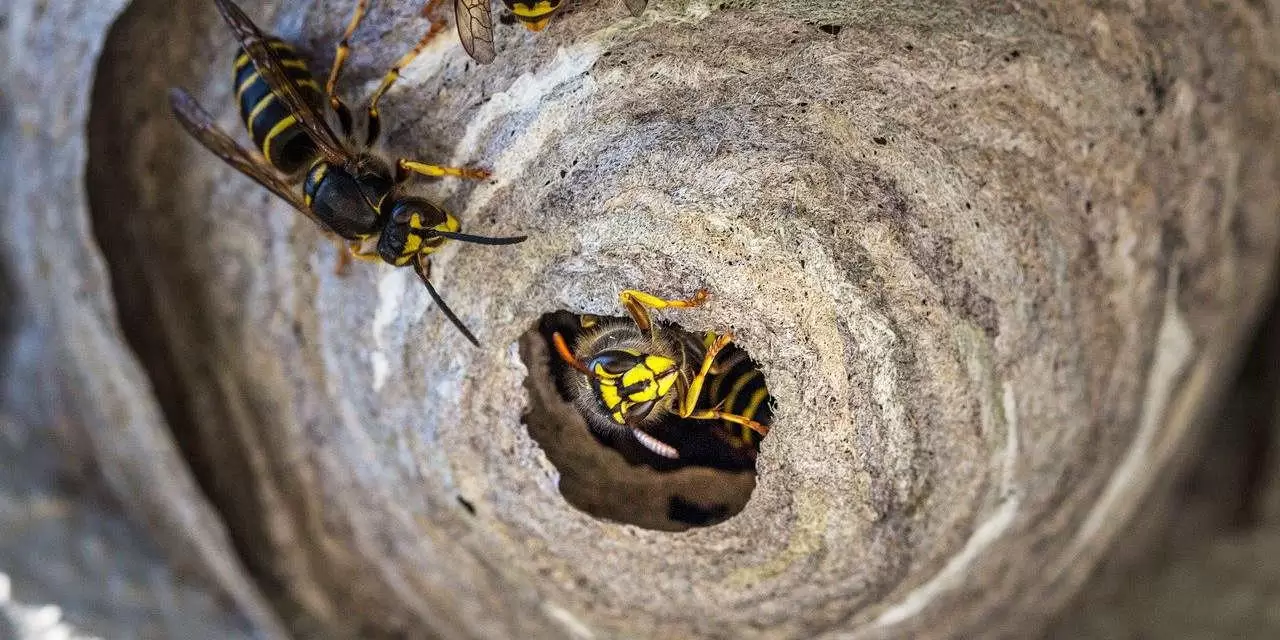 Is There a Wasp Nest in Your Yard?