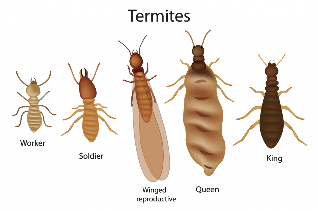 termites