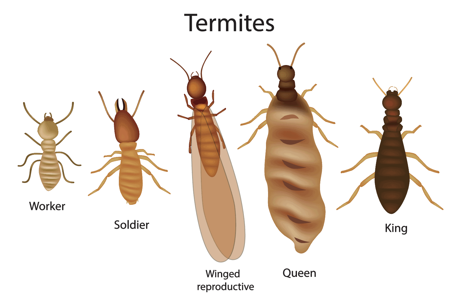 How To Get Started With Termite Removal