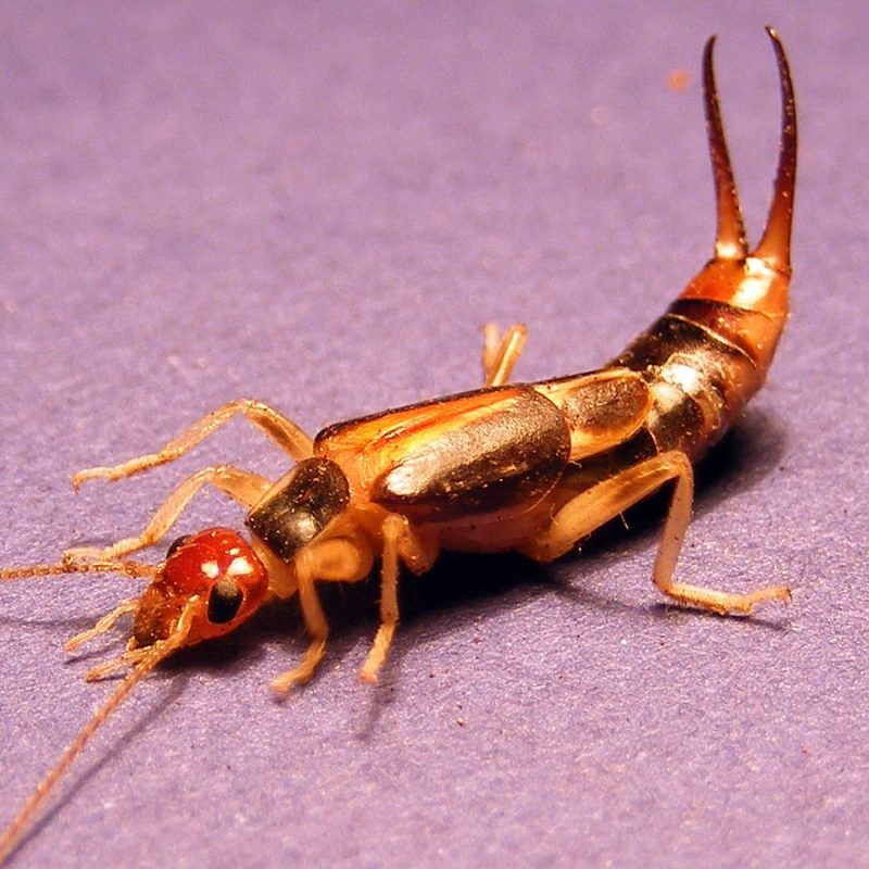 Earwig