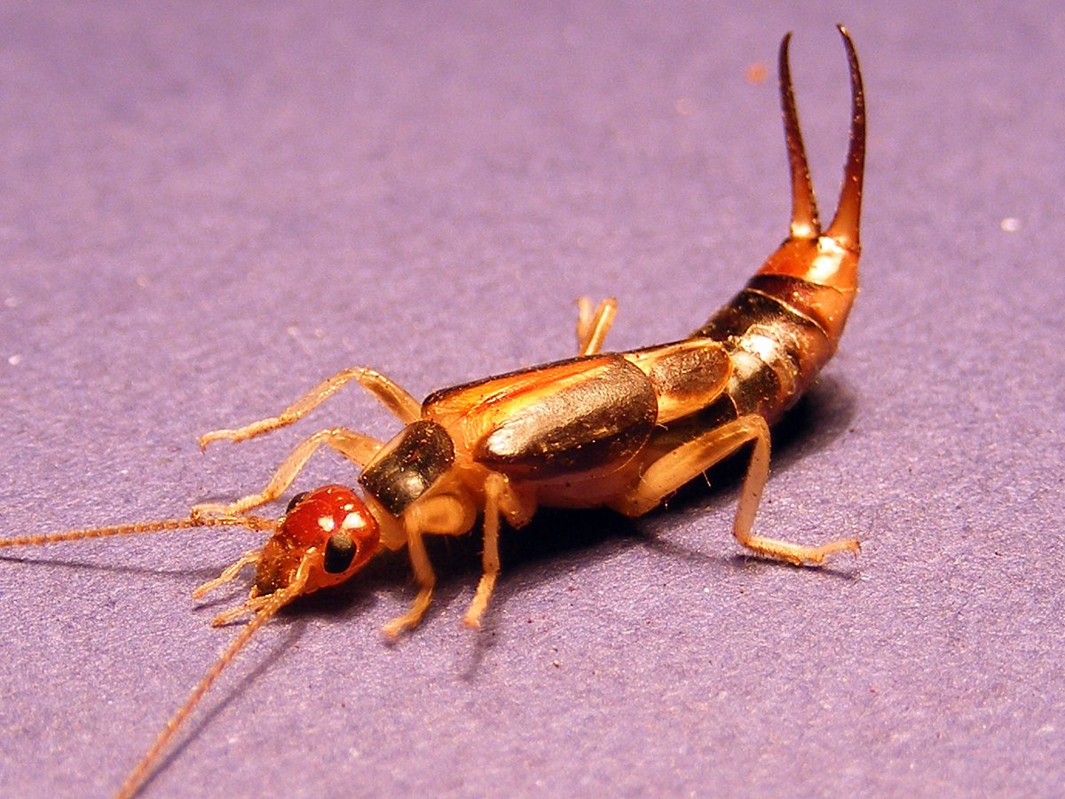 EARWIGS – What are they?