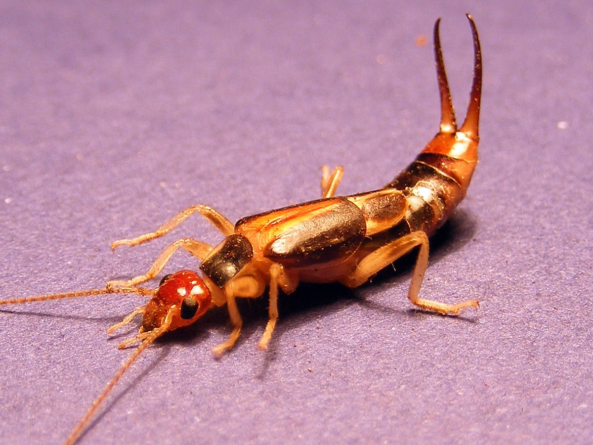 Earwigs – What are they?