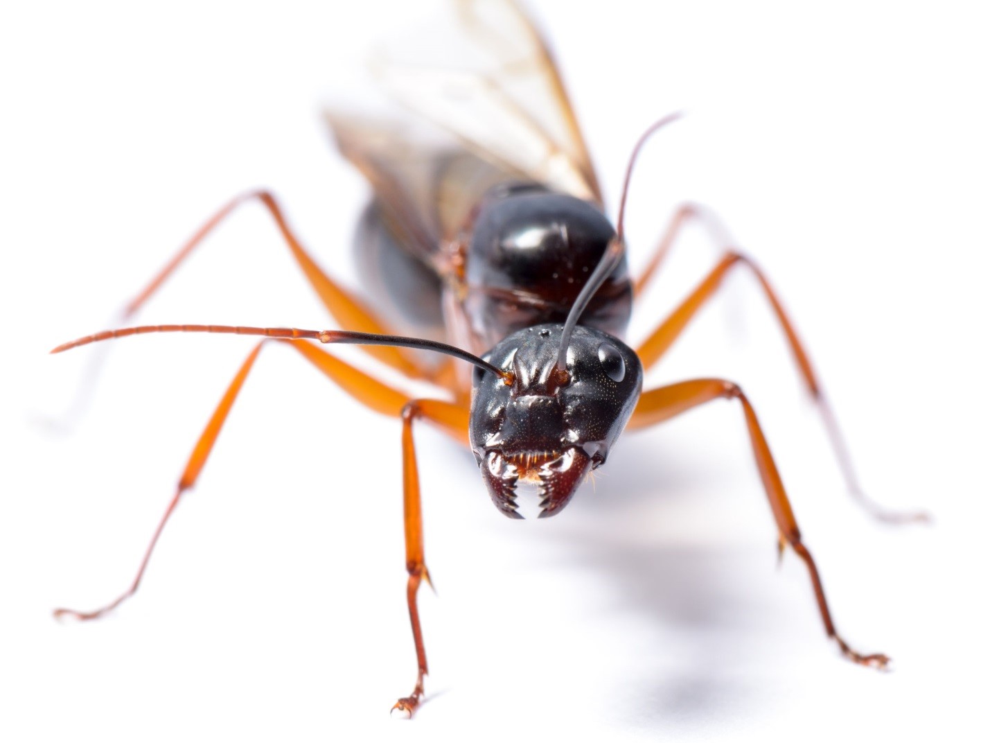 Dealing with Carpenter Ant Damage- Fresno, CA