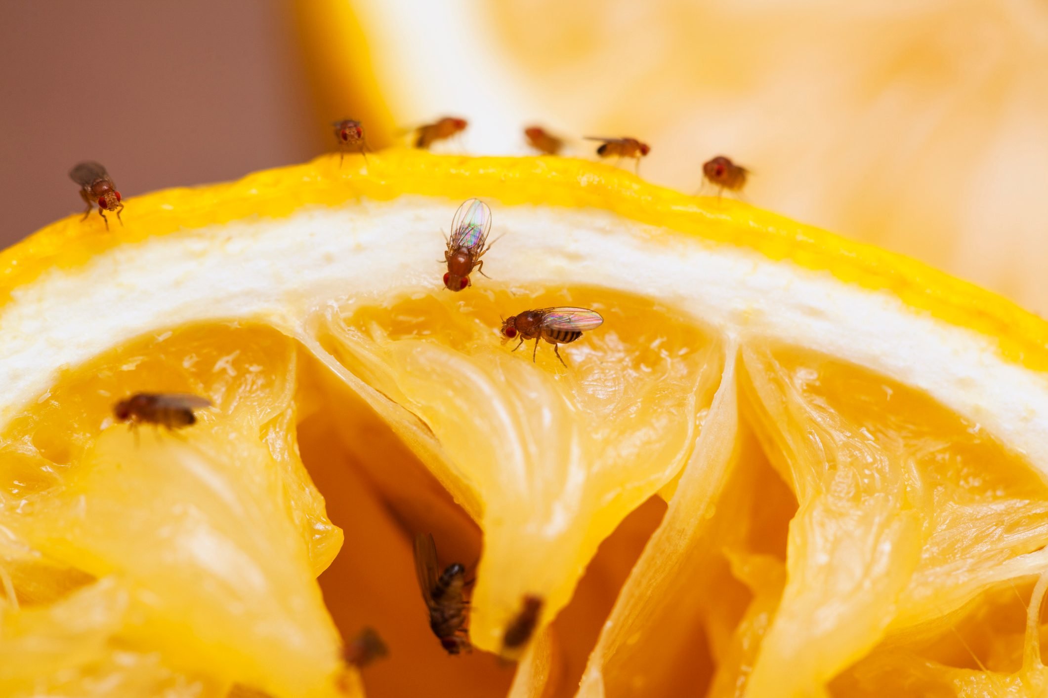 A GUIDE TO GETTING RID OF FRUIT FLIES