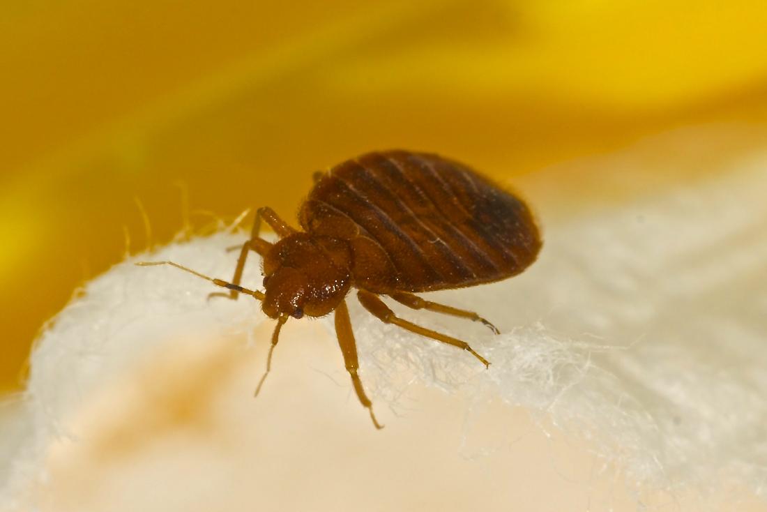 THE EARLY SIGNS OF BED BUG INFESTATION