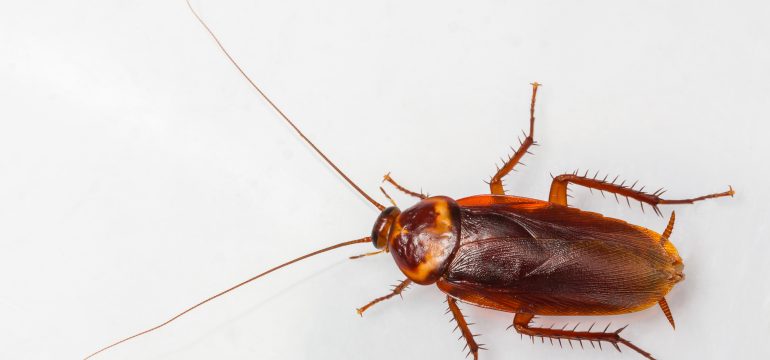 Turkestan Cockroach