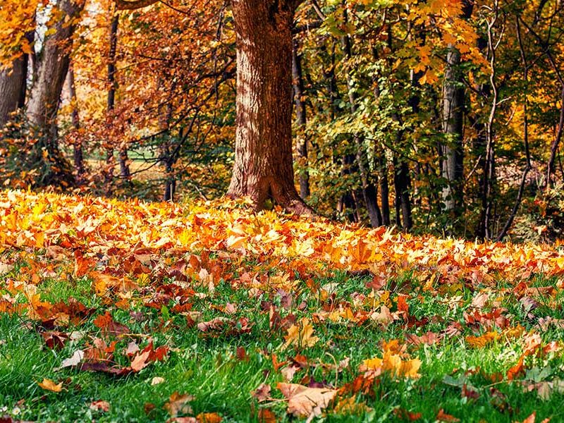 fall lawn care