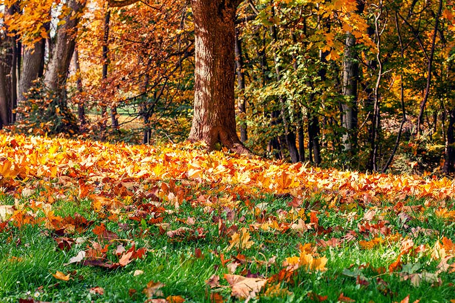 fall lawn care