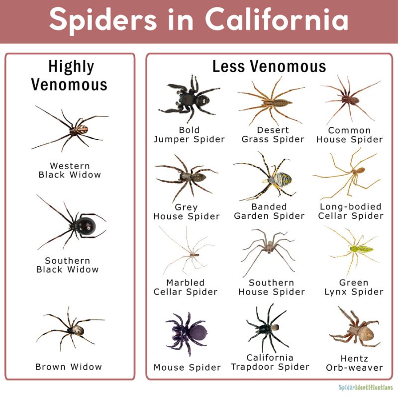 Spiders in California