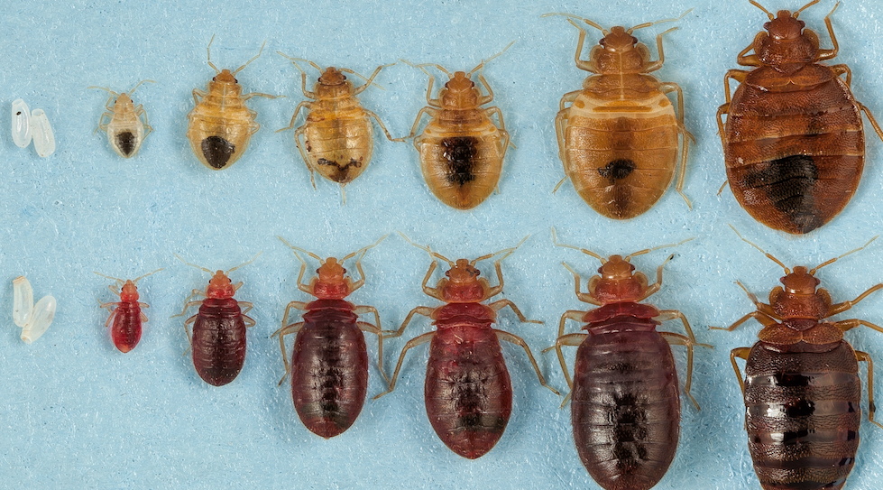 How Do You Get Bed Bugs?