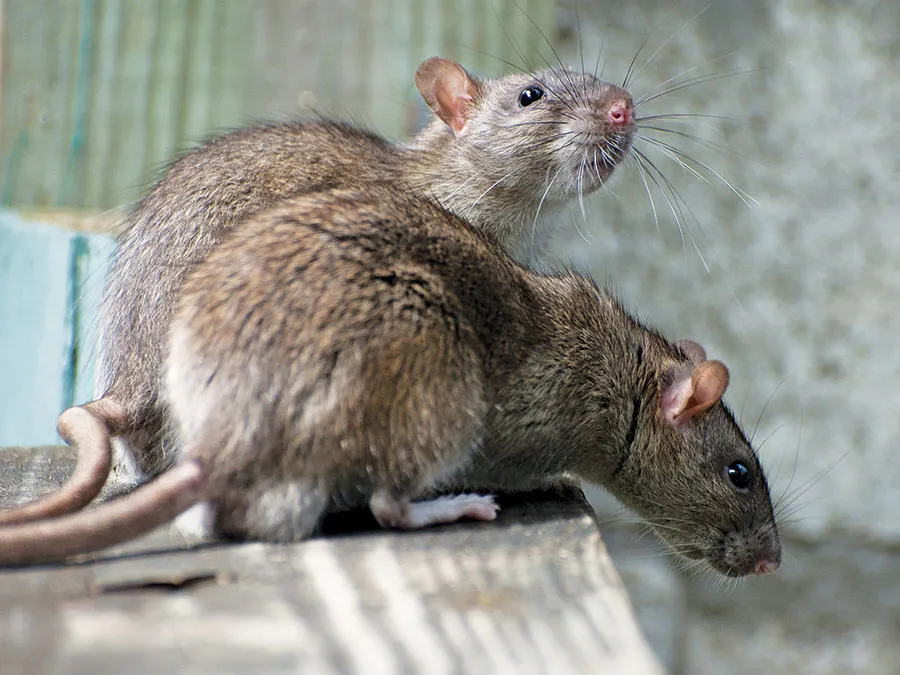 Being Knowledgeable About Rodents in Your Home