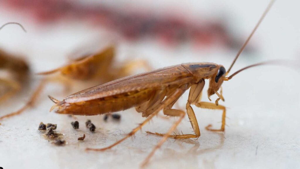 Key Elements of Preventive Pest Control: