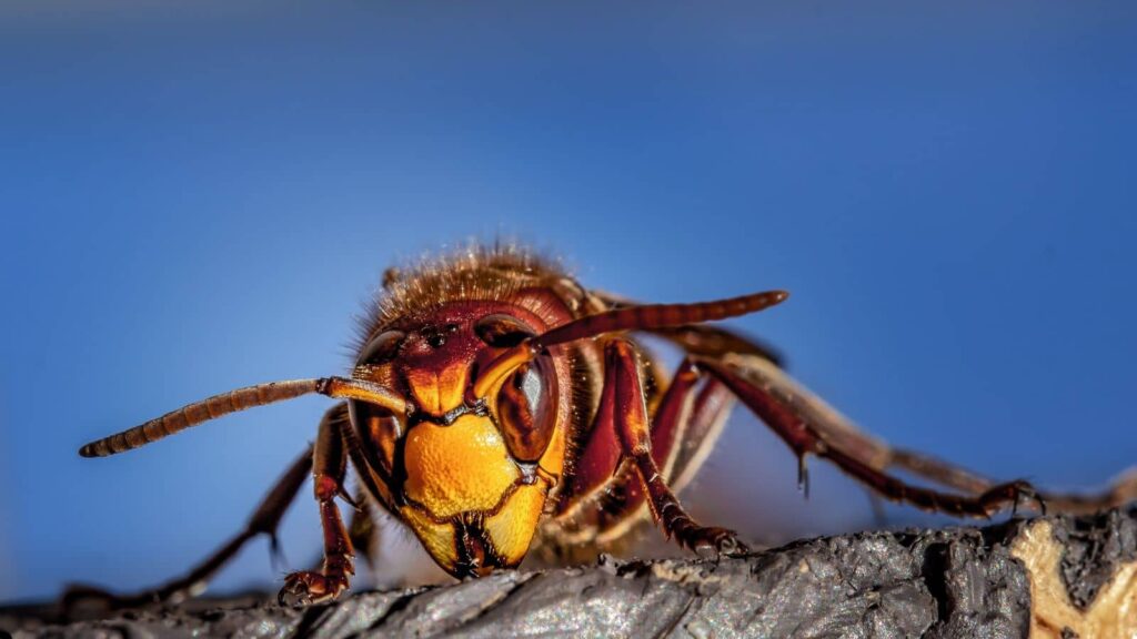 Common Hiding Places for Overwintering Paper Wasps