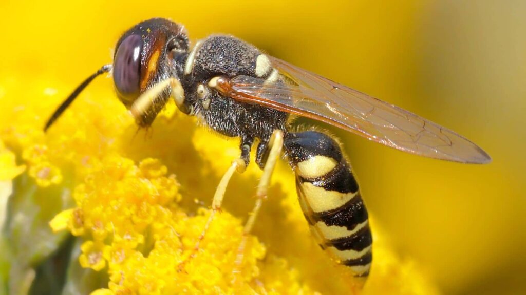 How to Prevent Paper Wasps from Entering Your Fresno Home