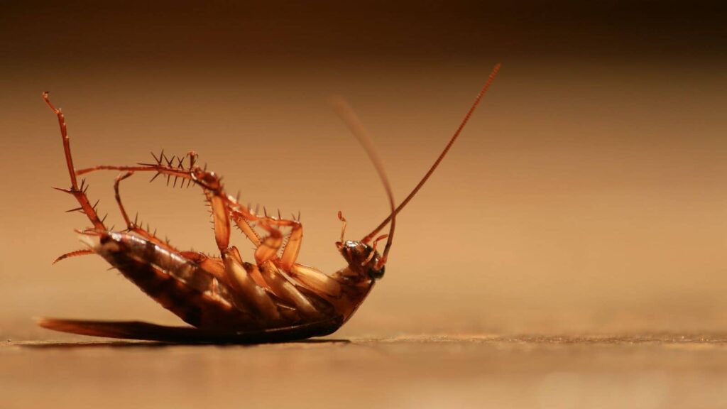 Why Cockroaches Pose Serious Health Risks in Fresno