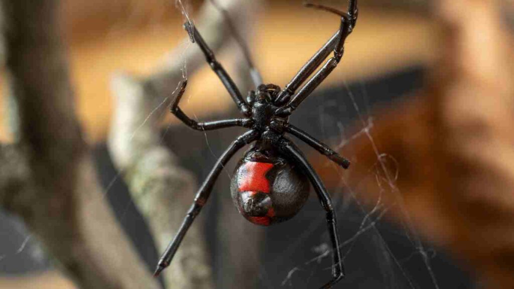 How to Avoid Getting Spiders in Your Home