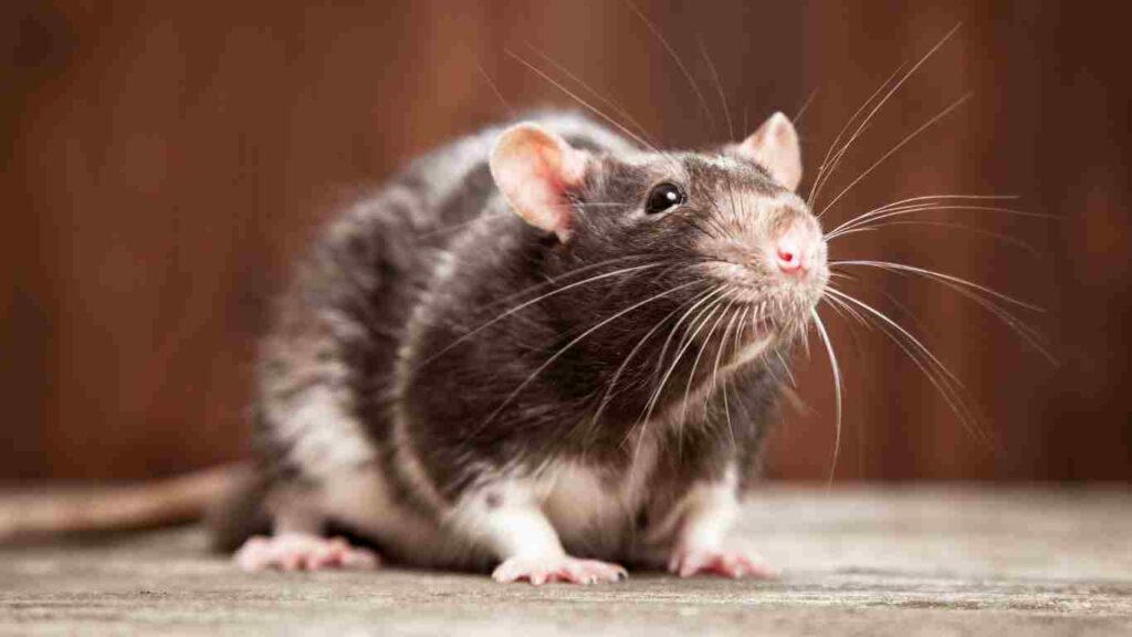 Signs of Rodents in Your House