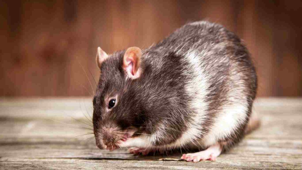 Where Rodents Hide