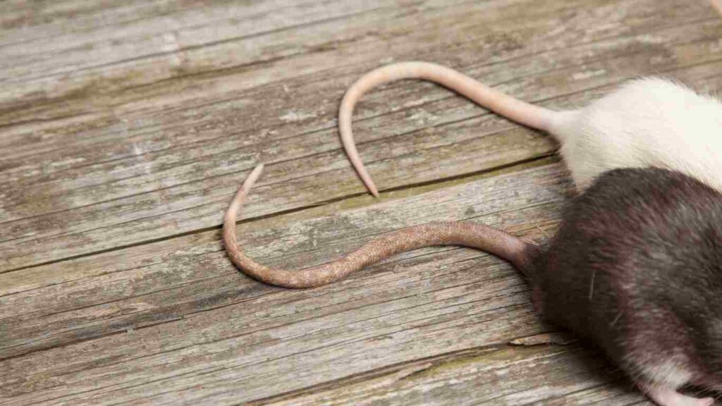 Will Rodents Leave if There Is No Food?