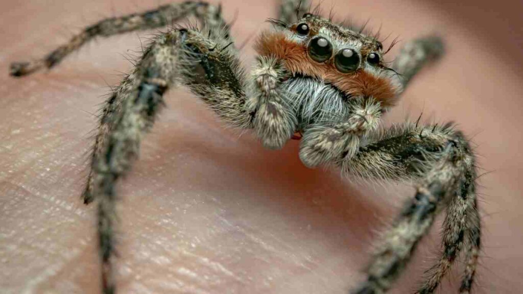the signs of a spider bite
