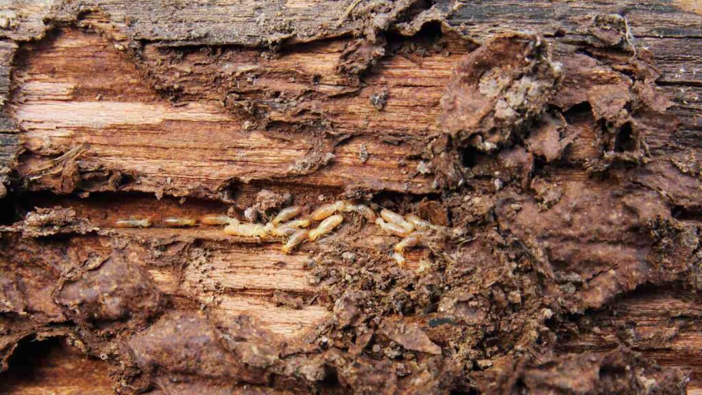 Do I Really Need to Schedule a Termite Inspection?