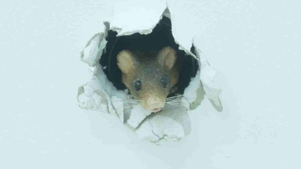 How to Get Rid of Mice in Sacramento Tactics to Utilize