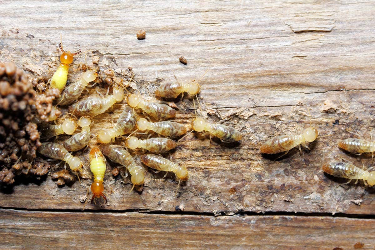 Signs of Termite Infestation in Lincoln - How to Spot