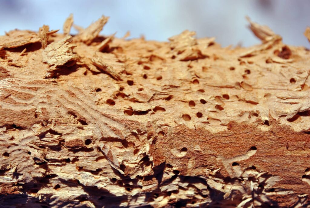 Termites in Sacramento How to Fix Termite Damage