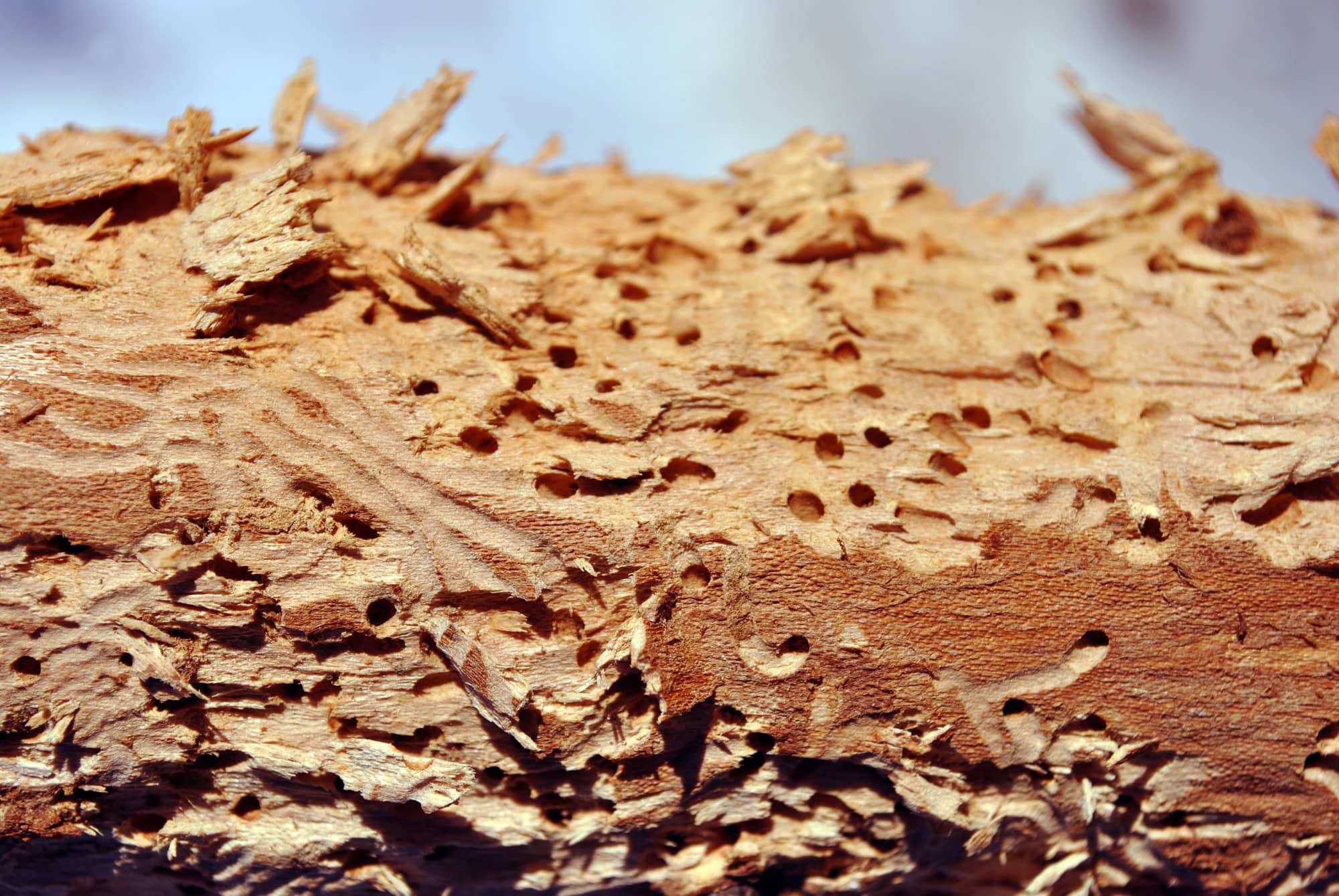 Termites in Sacramento How to Fix Termite Damage