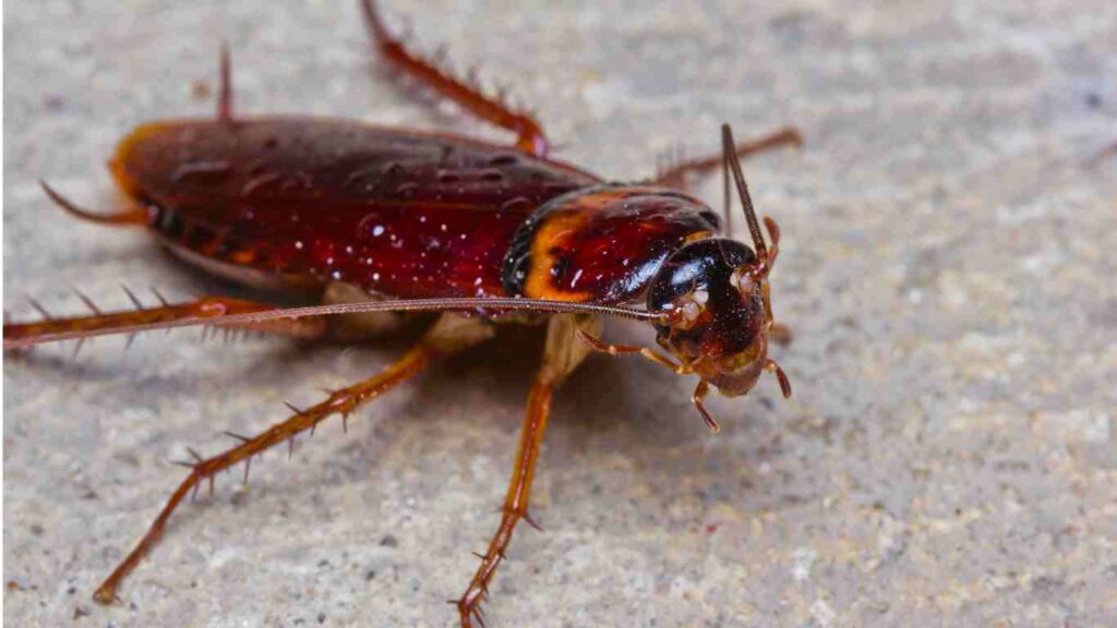What Are the Common Types of Pests in Sacramento - Cockroaches