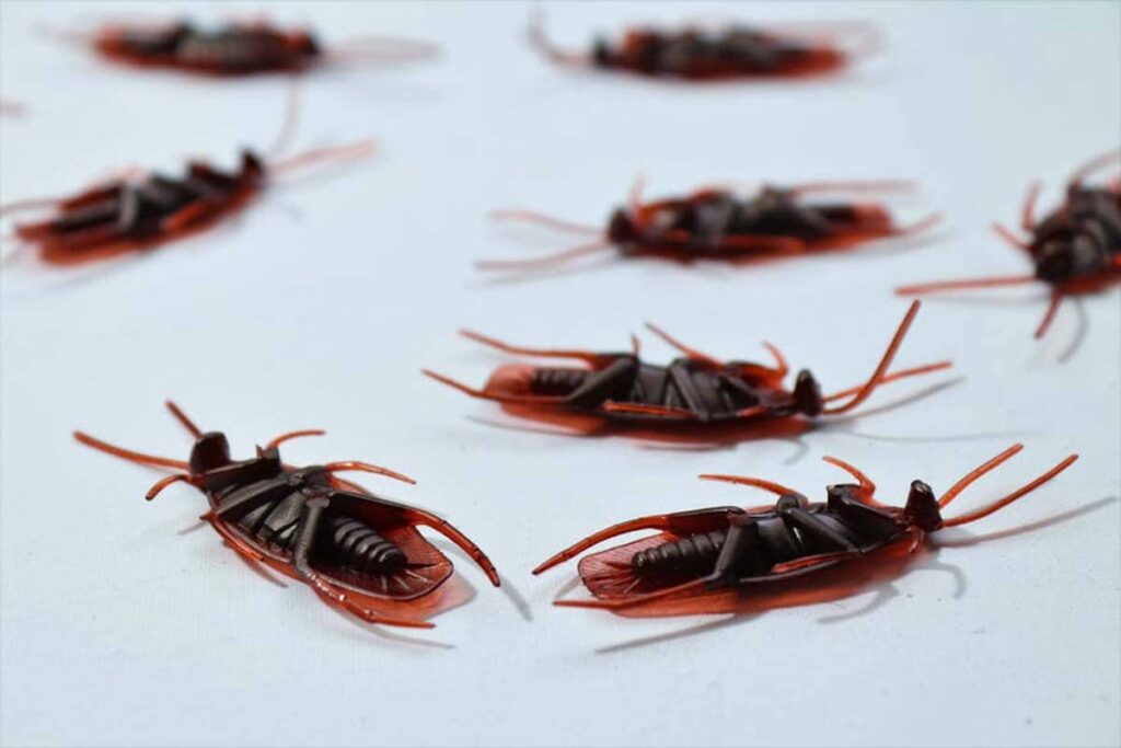 What Are the Common Types of Pests in Sacramento