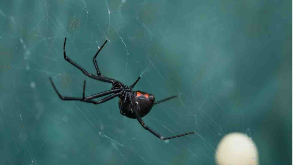 What Are the Common Types of Pests in Sacramento - Black Widows