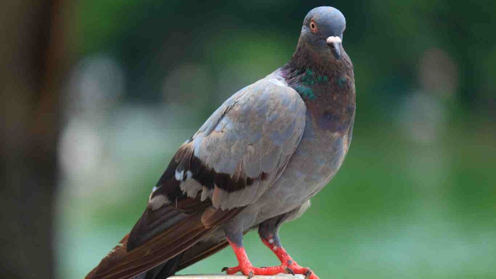 What Are the Common Types of Pests in Sacramento - Pigeons