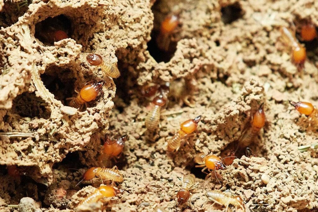 What are the Signs of Termite Damage in Elk Grove